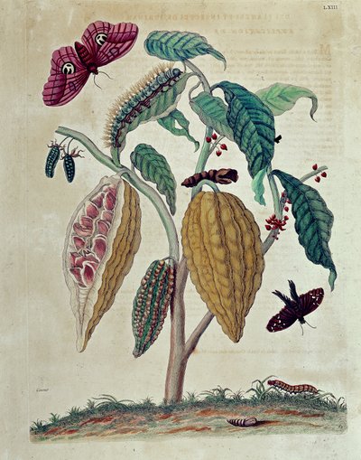 Cacao - in 