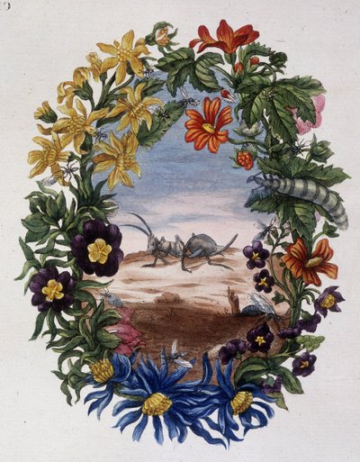 Mier - door Maria Sibylla Merian door Maria Sibylla Merian