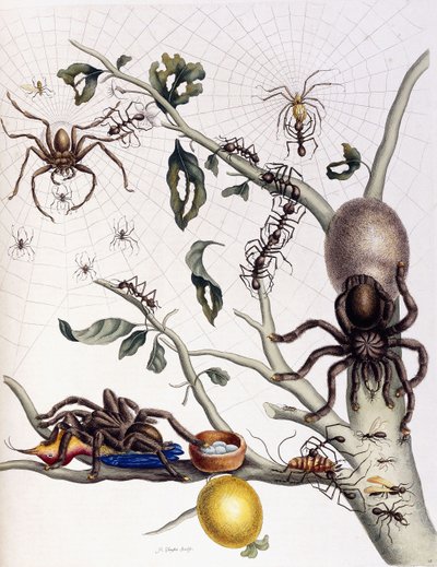 Verschillende spinachtigen uit Zuid-Amerika, 1726 door Maria Sibylla Merian