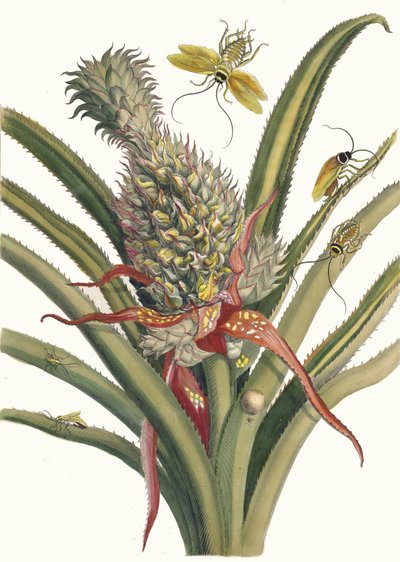 Ananas. Uit het boek Metamorphosis insectorum Surinamensium, 1705 door Maria Sibylla Merian