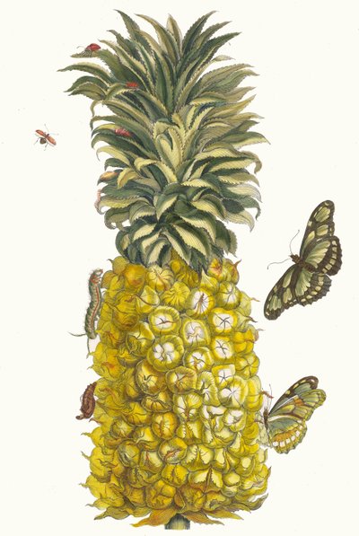 Ananas mur. Uit het Boek Metamorphosis insectorum Surinamensium, 1705 door Maria Sibylla Merian