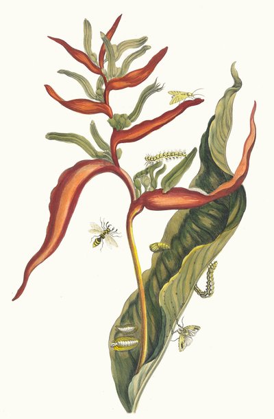 Ballia. Uit het boek Metamorphosis insectorum Surinamensium door Maria Sibylla Merian