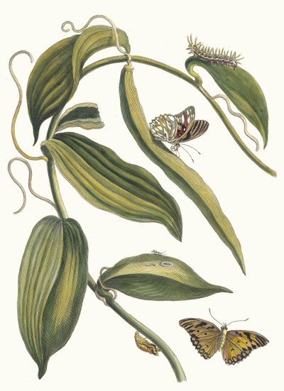 Banille. Uit het boek Metamorphosis insectorum Surinamensium, 1705 door Maria Sibylla Merian