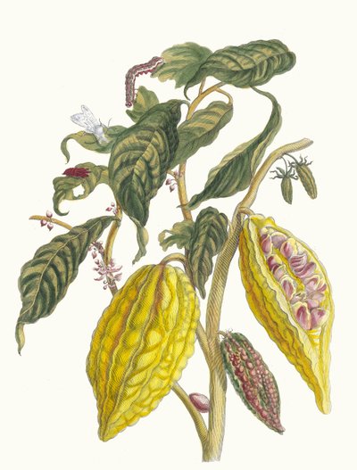 Cacao. Uit het Boek Metamorphosis insectorum Surinamensium, 1705 door Maria Sibylla Merian