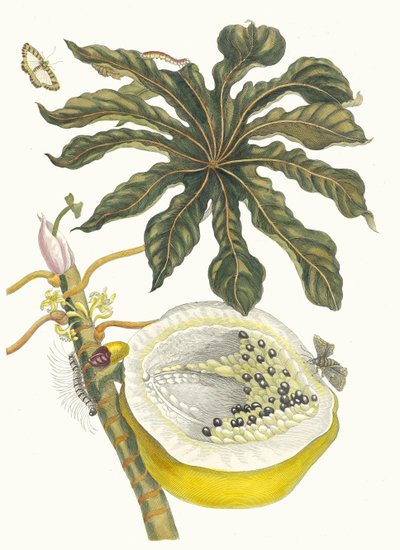 Carica papaya. Uit het boek Metamorphosis insectorum Surinamensium, 1705 door Maria Sibylla Merian