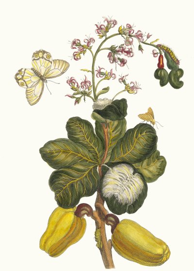 Caschou. Uit het Boek Metamorphosis insectorum Surinamensium, 1705 door Maria Sibylla Merian