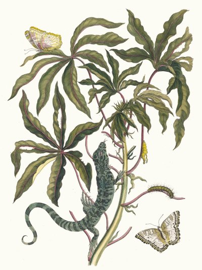 Cassave. Uit het boek Metamorphosis insectorum Surinamensium door Maria Sibylla Merian