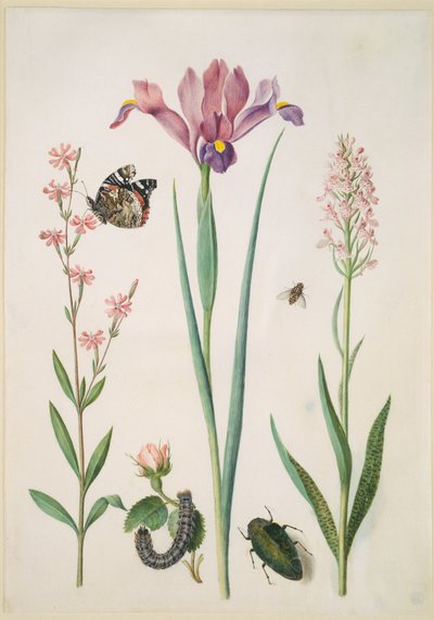  door Maria Sibylla Merian