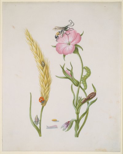  door Maria Sibylla Merian