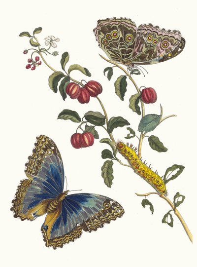 Cerises d