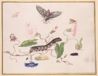 Winde en metamorfose van de windevalkmot door Maria Sibylla Merian