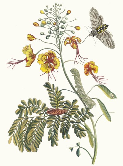 Flos Pavonis. Uit het boek Metamorphosis insectorum Surinamensium, 1705 door Maria Sibylla Merian