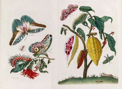 Uit het boek Metamorphosis insectorum Surinamensium door Maria Sibylla Merian