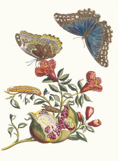 Grenadier. Uit het boek Metamorphosis insectorum Surinamensium, 1705 door Maria Sibylla Merian