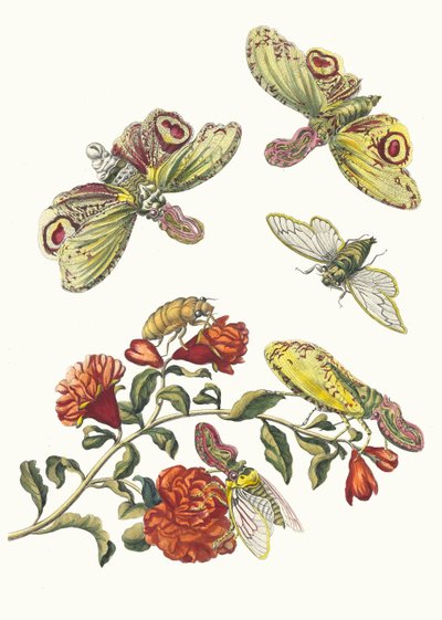 Grenadier. Uit het boek Metamorphosis insectorum Surinamensium, 1705 door Maria Sibylla Merian