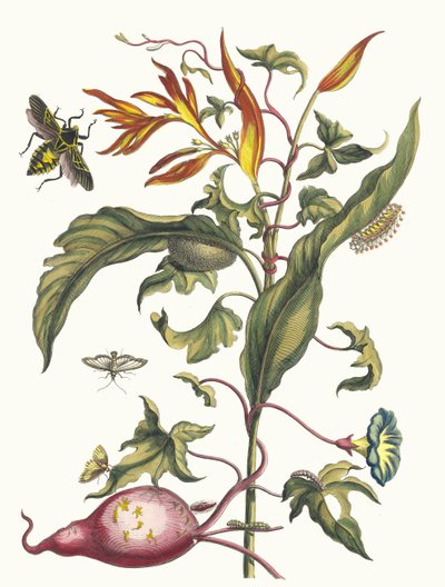 Ipomoea batatas en Heliconia psittacorum. Uit het boek Metamorphosis insectorum door Maria Sibylla Merian