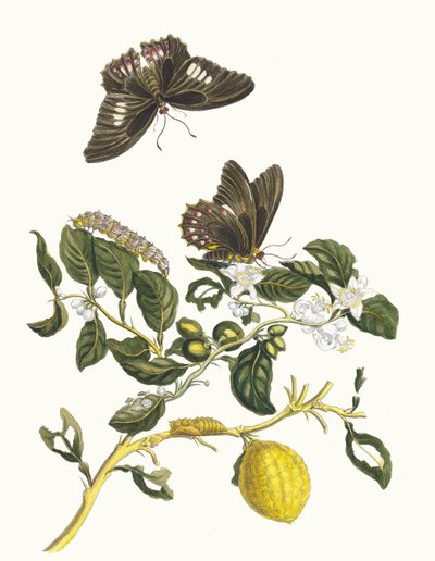 Limonier. Uit het boek Metamorphosis insectorum Surinamensium door Maria Sibylla Merian