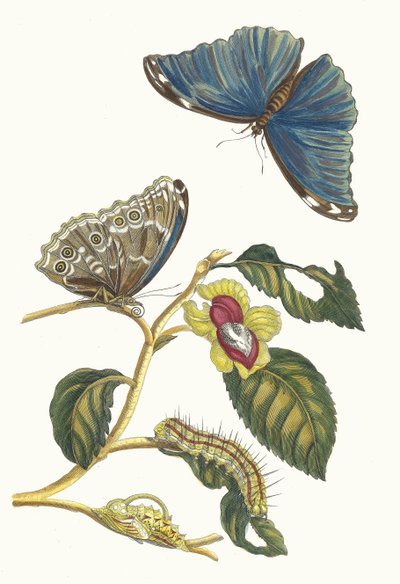Neflier. Uit het boek Metamorphosis insectorum Surinamensium, 1705 door Maria Sibylla Merian