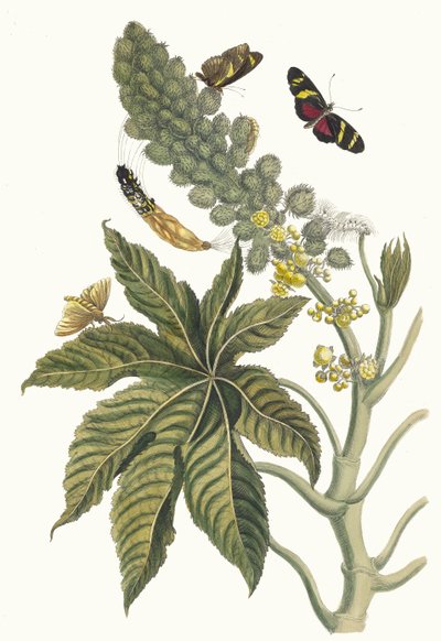 Palma Christi. Uit het boek Metamorphosis insectorum Surinamensium, 1705 door Maria Sibylla Merian