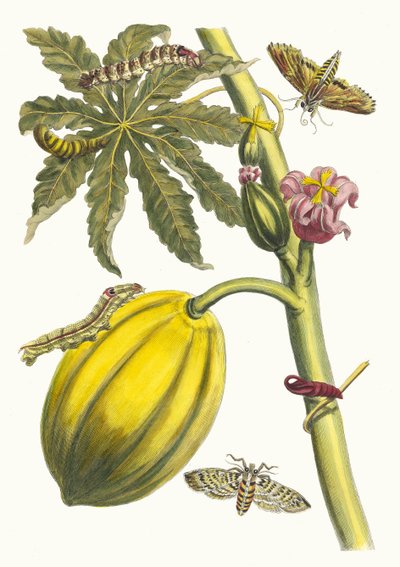 Papaja. Uit het boek Metamorphosis insectorum Surinamensium, 1705 door Maria Sibylla Merian