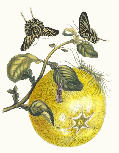 Pompelmous. Uit het boek Metamorphosis insectorum Surinamensium, 1705 door Maria Sibylla Merian