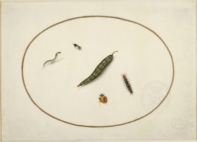 Rupsen en insecten, in een horizontaal ovaal, omrand met een gouden lijn, fijn uitgevoerd als een miniatuur door Maria Sibylla Merian