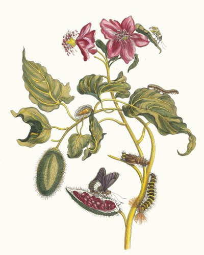 Rocu. Uit het boek Metamorphosis insectorum Surinamensium, 1705 door Maria Sibylla Merian