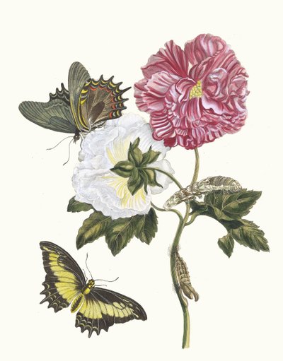 Rosier. Uit het Boek Metamorphosis insectorum Surinamensium door Maria Sibylla Merian