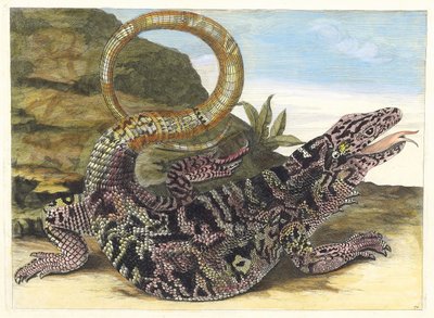 Sauvegarde. Uit het Boek Metamorphosis insectorum Surinamensium, 1705 door Maria Sibylla Merian