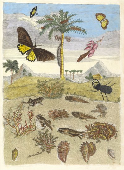 Hertkever, Amfibieën en Palmbomen. Uit het Boek Metamorphosis insectorum door Maria Sibylla Merian