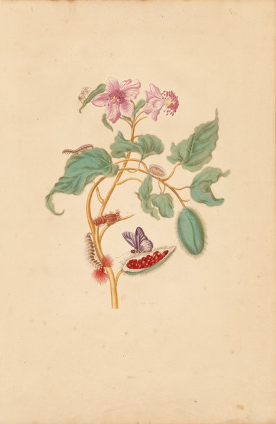 De rozenboom met rupsen, motten en vlinders door Maria Sibylla Merian
