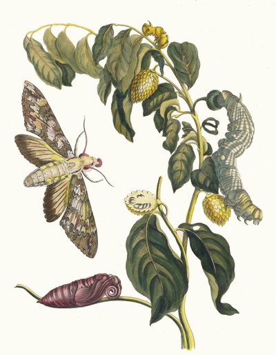 Zursak. Uit het boek Metamorphosis insectorum Surinamensium, 1705 door Maria Sibylla Merian