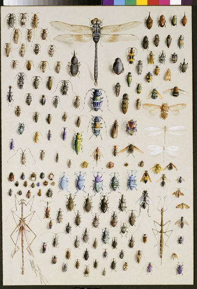 Honderdvijftig insecten, gedomineerd door een grote libel bovenaan door Marian Ellis Rowan