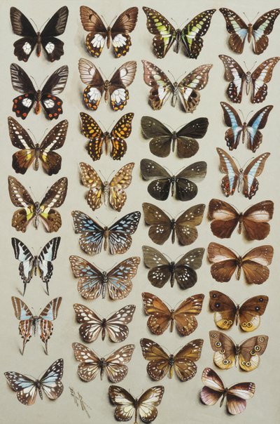 Drieëndertig vlinders, in vier kolommen, behorend tot de Papilionidae en Danainae families door Marian Ellis Rowan