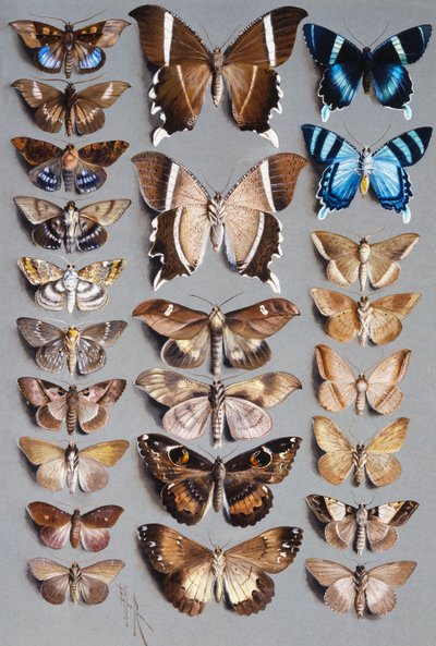 Vierentwintig motten, in drie kolommen, voornamelijk behorend tot de familie Noctuidae door Marian Ellis Rowan