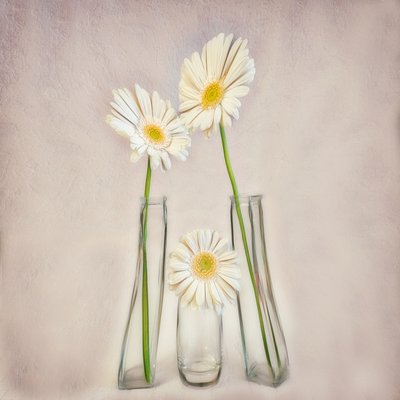 Elegante witte gerbera