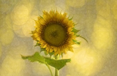 Zachte gouden zonnebloem door Marie-anne Stas