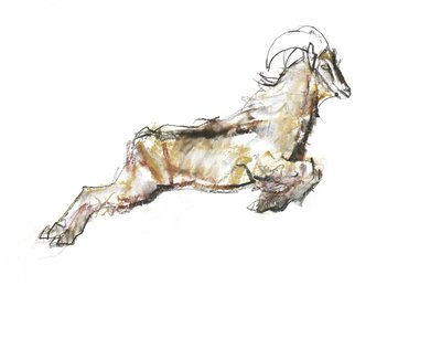Arabische Tahr, 2009 door Mark Adlington