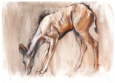 Jonge Kudu, Loisaba, 2018 door Mark Adlington