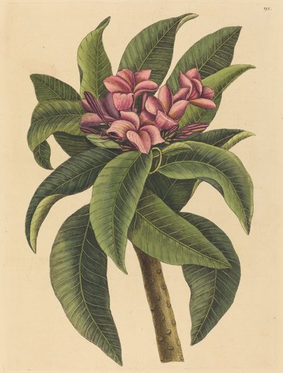 Rode Frangipanni door Mark Catesby