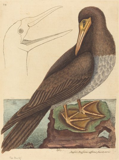De Booby (Pelecanus Sula) door Mark Catesby