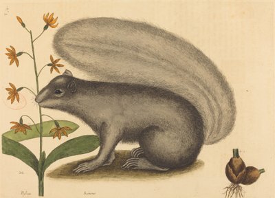 De Grijze Vosseneekhoorn (Sciurus cinereus) door Mark Catesby