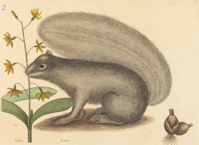 De grijze vos eekhoorn Sciurus cinereus door Mark Catesby