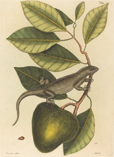 De Guana Lacerta Iguana, gepubliceerd 1731-1743 door Mark Catesby