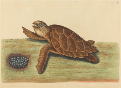 De Karetschildpad (Testudo caretta) door Mark Catesby