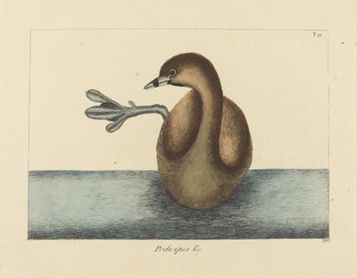 De Dikbekfuut (Colymbus podiceps) door Mark Catesby