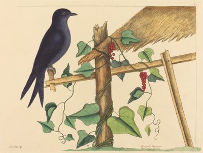 De Paarse Martin (Hirundo purpurea) door Mark Catesby