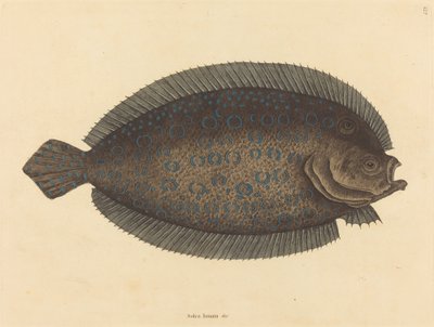 De Schol (Pleuronectes lunatus) door Mark Catesby