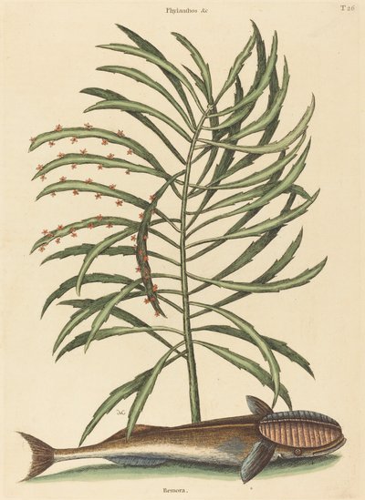 De Zuigvis (Echeneis naucratis) door Mark Catesby