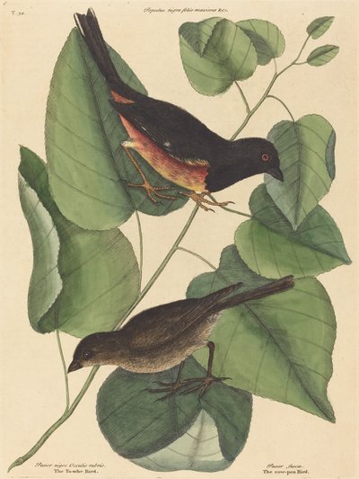 De Towhe Vogel (Fringilla erythrophthalma) door Mark Catesby